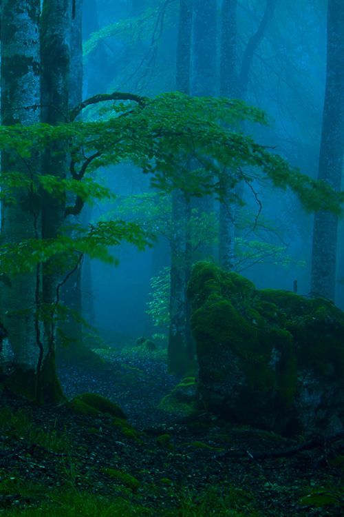 lusnka:  (via Pin by Michelle Carey Dant on ~Nature~ | Pinterest) 