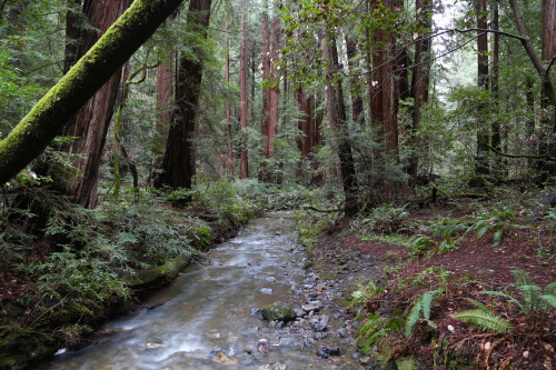 steepravine:  Stream Through The Redwoods (Muir Woods, California - 2/2014) 