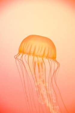 wonderous-world:  Pacific Sea Nettle Jellyfish by Melanie Geroche