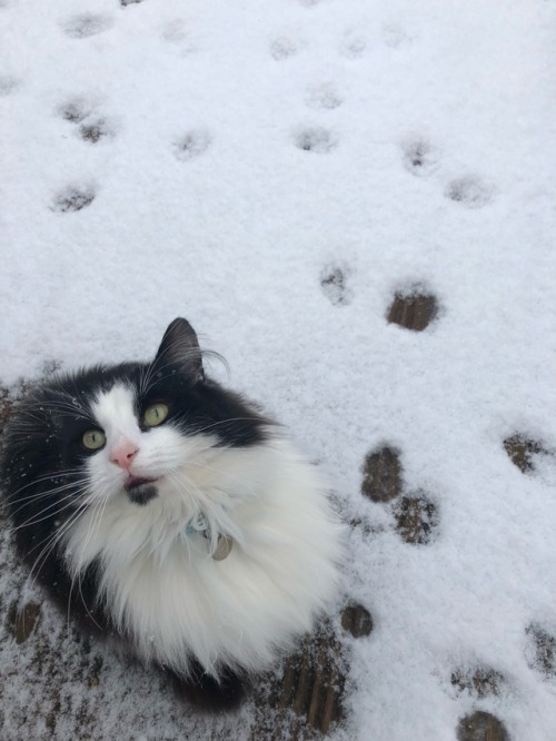 pastelgalleria:More quality snowy Claude content I made the first pic my home screen I love my fluff