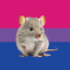 ratita-627