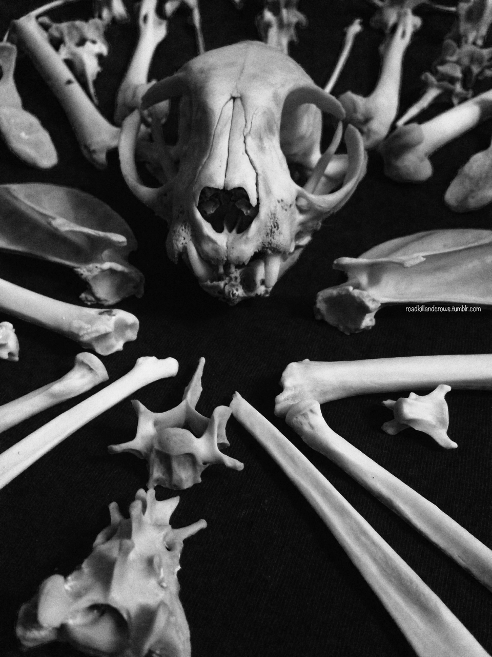 roadkillandcrows:  Cat skull and bones. 