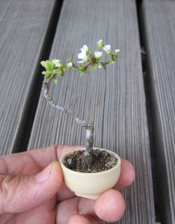 stunningpicture:  Tiniest flowering tree