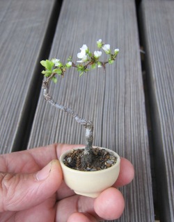 coolthingoftheday:  A tiny flowering bonsai tree. 
