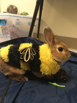 poethebunny:Poe and his new bumblebun costume!