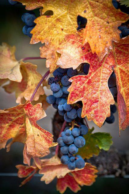 sugarissweetlove:  Autumn++++ 