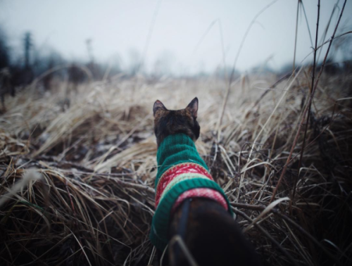 catsbeaversandducks:Enter the Serene Instagram Kingdom of Kate the Rescue CatThis striking cat from 