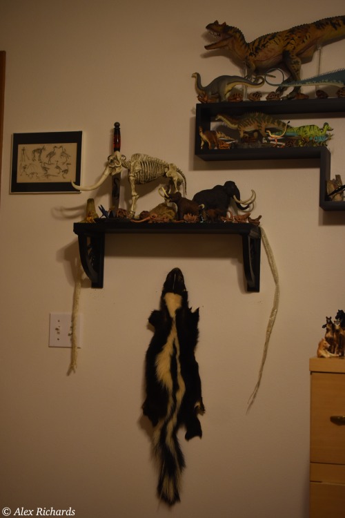 Collection Part 1/3Disclaimer: All bird materials (feathers, bones, etc) are either from invasive or