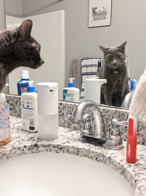 roxas-the-cat:When the you from the mirror dimension is going through some stuff