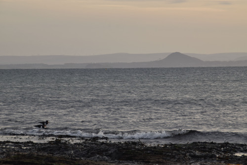 Fife Coastal Path from Elie to Elie Chain WalkWhen I spotted something that looked like a cave in th