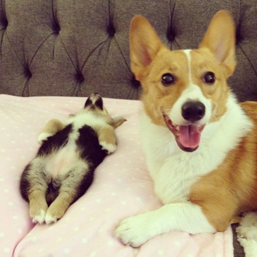 cooperdacorgi:  I’m a big brofur! 💗