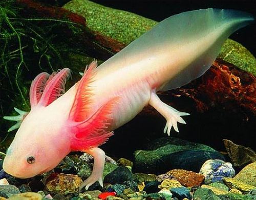 23pairsofchromosomes: Salamander Limb Regeneration Salamanders and many other related amphibians hav