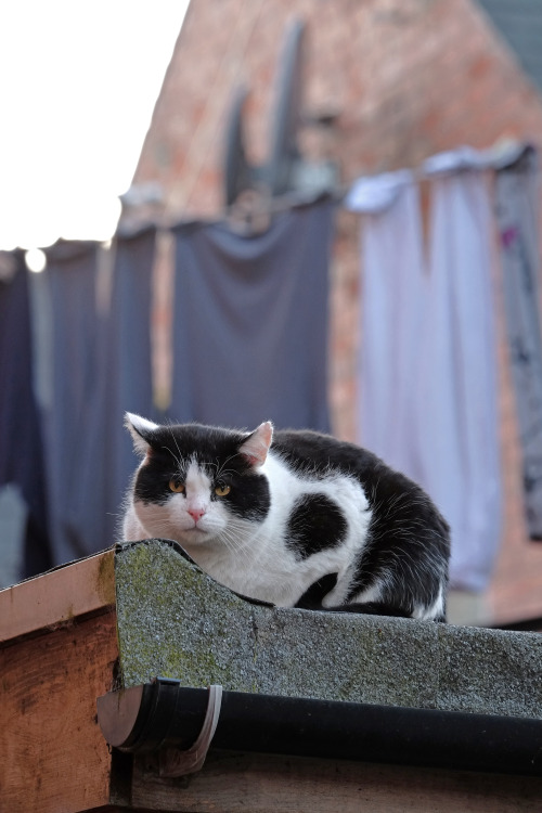 scavengedluxury:Highfields cat. Leicester, April 2015.