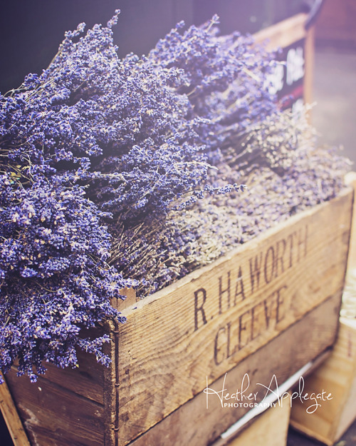 Lavender at Borough Market, London