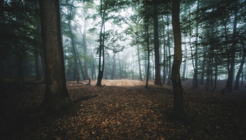 90377: Light in Forest by Alexander Schitschka