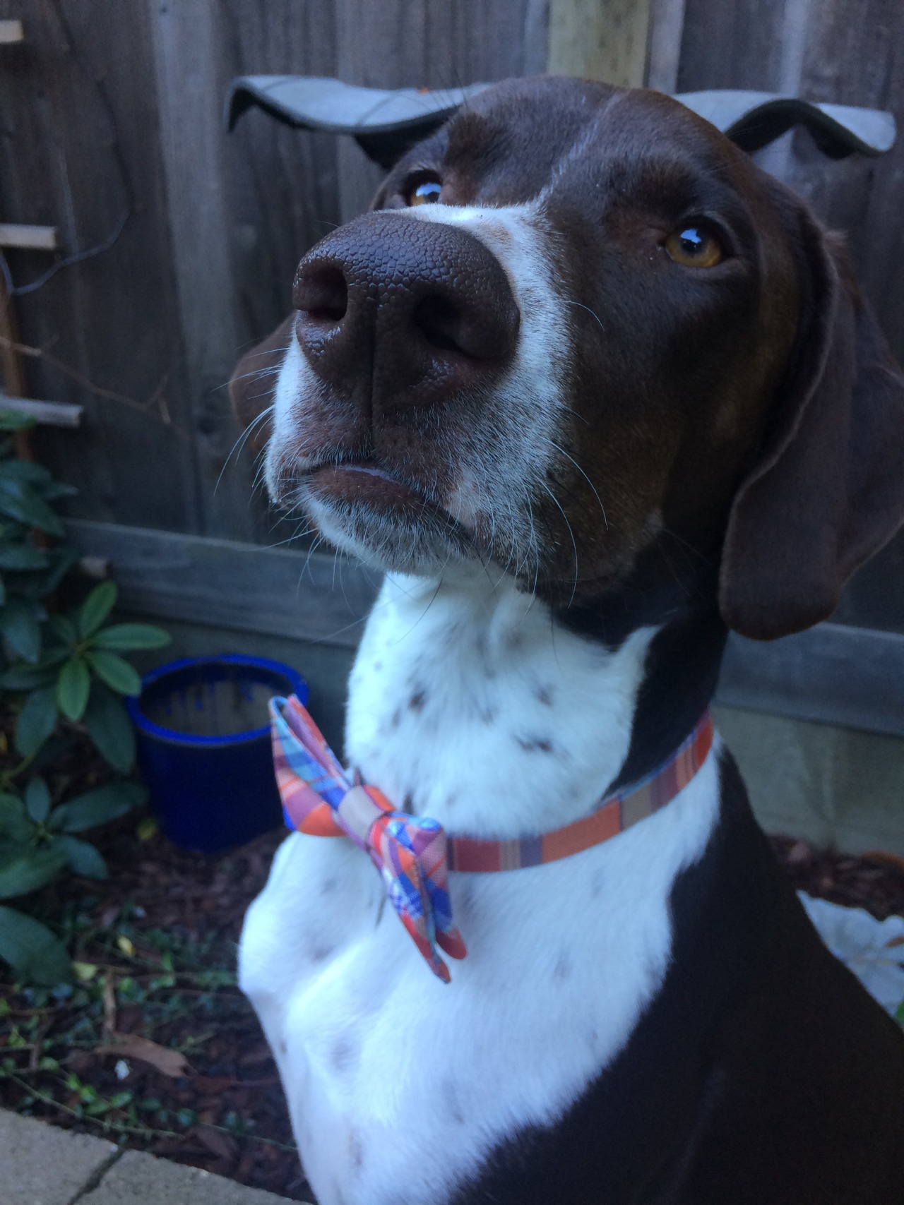 themodernwitches:  Sir Dog; professional Squirrel Chaser and Toy Chewer