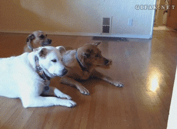 DW S2 in puppy gifs