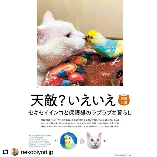 相棒は猫 Explore Tumblr Posts And Blogs Tumgir