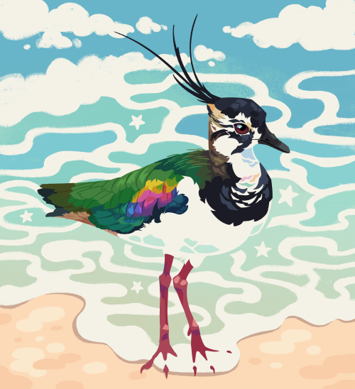 Northern Lapwing twitter / patreon 