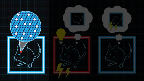 Porn photo science-junkie:  Memory implantation is now