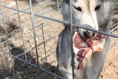 pupcontent:Dispensing some snacks to an assortment of dogs