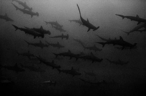 dirtycartunes:Dark Sharks | Karen Glaser