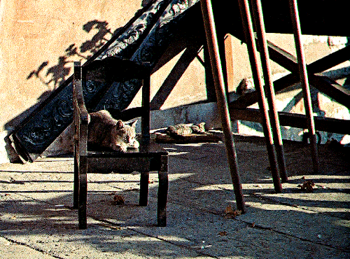 When In Italy, You Should Meet Italians! SUMMERTIME (1955), Dir. David Lean 