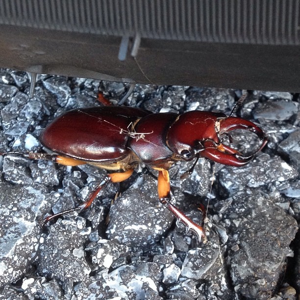 Out fuckin with the bike and came across the biggest most badass beatle I&rsquo;ve