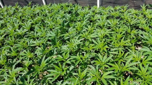 happyjanetcannabis: the babies and the grownups - lots of beauties up at the farm
