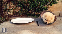 theparadoxgina:  Chow Puppy Can’t Get Out of Bowl [x]