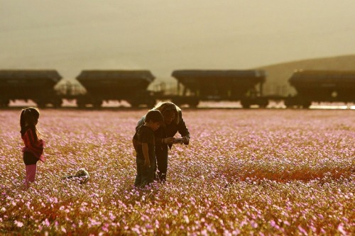 landscape-photo-graphy: One of the Driest Deserts on Earth Blooms with Life and Color The Ataca