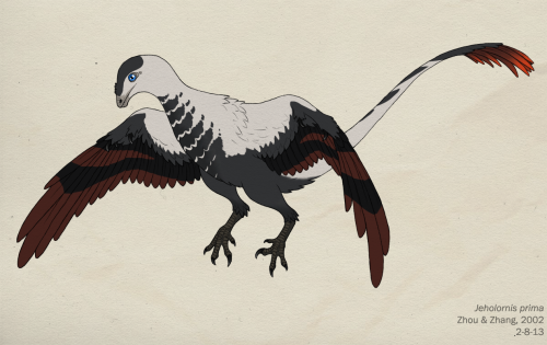 prehistoric-birds:Jeholornis prima restoration by ~Green-MambaFrom the artist’s comment:Both the nam