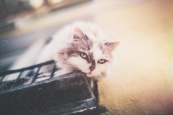 photogenicfelines:  (Artem Poleshchuk) 