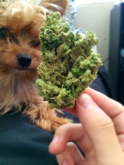 therestlessstoner:  My dog likes fluffy nugs