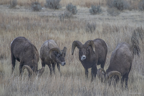 Rocky Mountain Bighorn Sheep (Ovis canadensis): &copy; riverwindphotography, December 2020