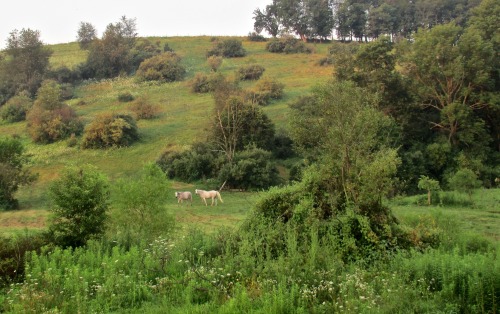 geopsych:White horses in the morning.