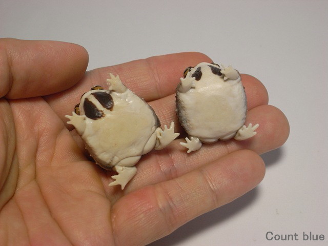 reaill:  countblue:  Common rain frog figure Pictures was changed. http://countblue.lolipop.jp/g058.htm