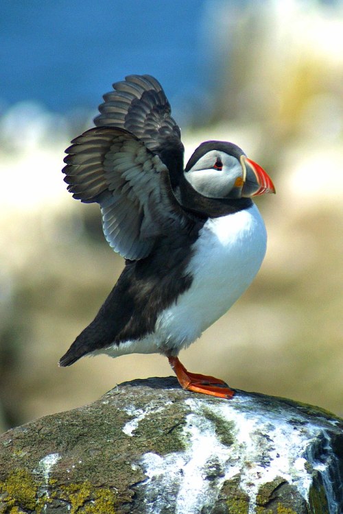 funkysafari: Puffin, Farne Islands by WISEBUYS21