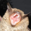 fruitybats