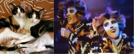 Jelicle Cats As Real Cats! TheKittin