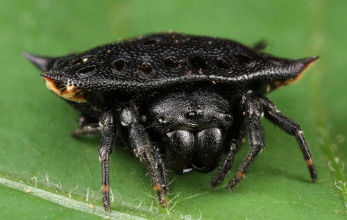 onenicebugperday:Biscuit boxkite, Isoxya tabulata, Araneidae (orbweavers)Found throughout southeaste