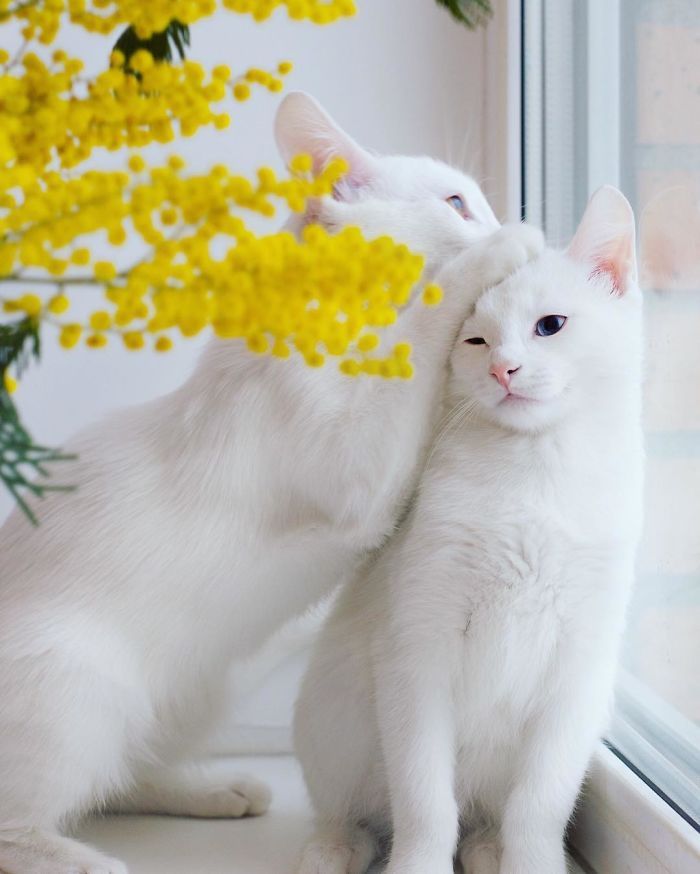 boredpanda:   Meet The Most Beautiful Twin Cats In The World   