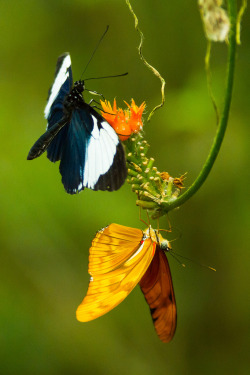 loveforearth:  Dining Out (by Taraji Blue)