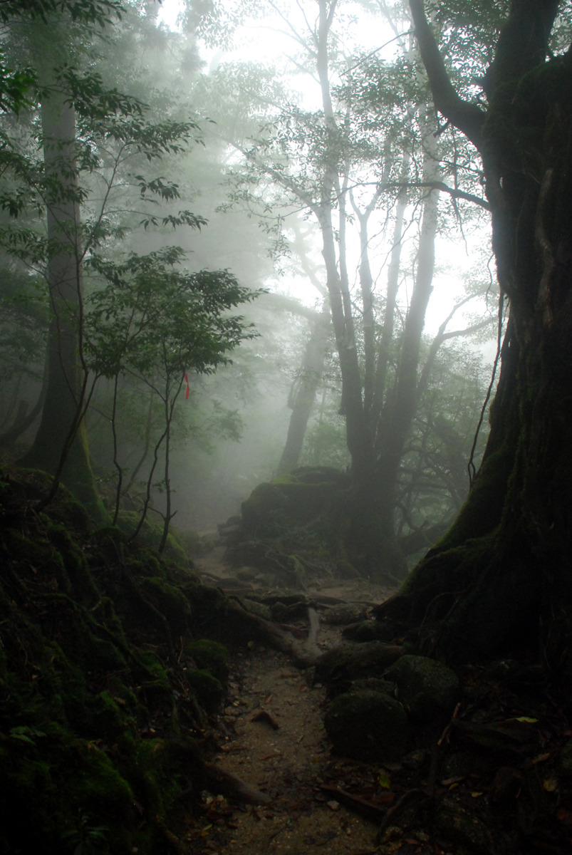 positive-everything:  19.11.2015 Yakushima This morning I woke up early to catch