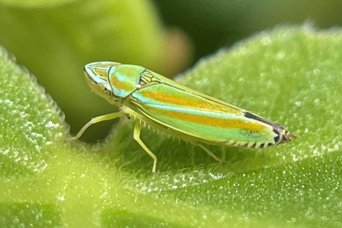 I See At Least One Cool Bug A Day, And Usually Many More, But Its Not Because I Live Anywhere Particularly