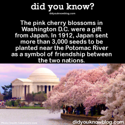 did-you-kno:  The pink cherry blossoms in