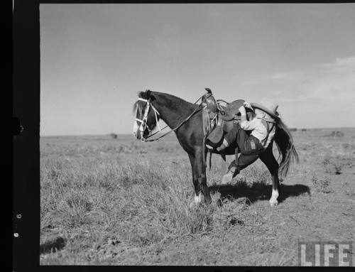 Shetland pony ranch(Joe Scherschel. 1949)