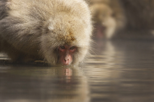 Snow Monkey and a Lady Photographerby ChinPing Goh