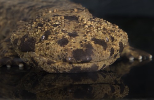 mirkokosmos:Japanese Giant Salamander [Andrias Japonicus] Ōsanshōuo [Giant Pepper Fish] The Japanese