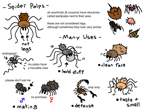 mossworm: “Why do some spiders have ten legs?“ Good eye! The two small things in the front are